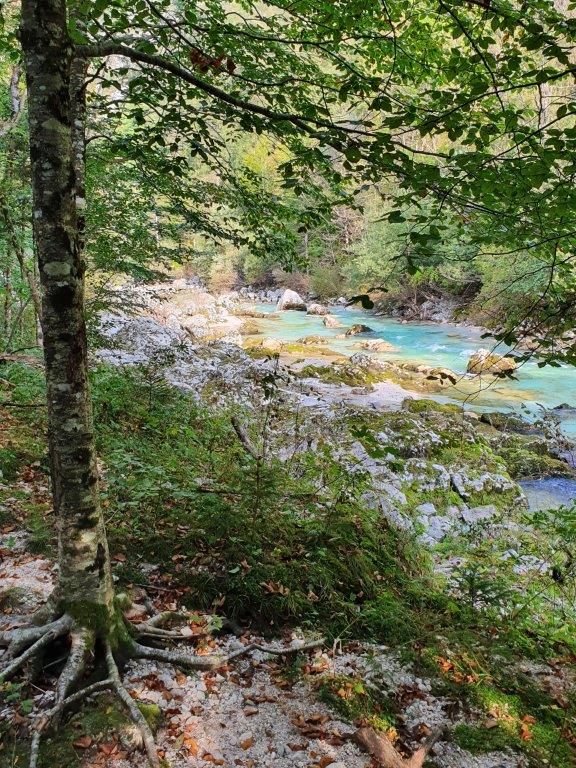 Flussverlauf der türkisfarbenen Soca durch den Wald in Slovenien im September 2020