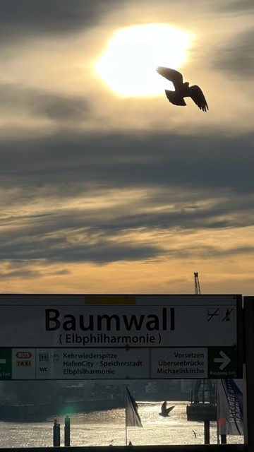 Möve vor Sonne an der Hamburger U-Bahn-Station Baumwall im Dezember 2022