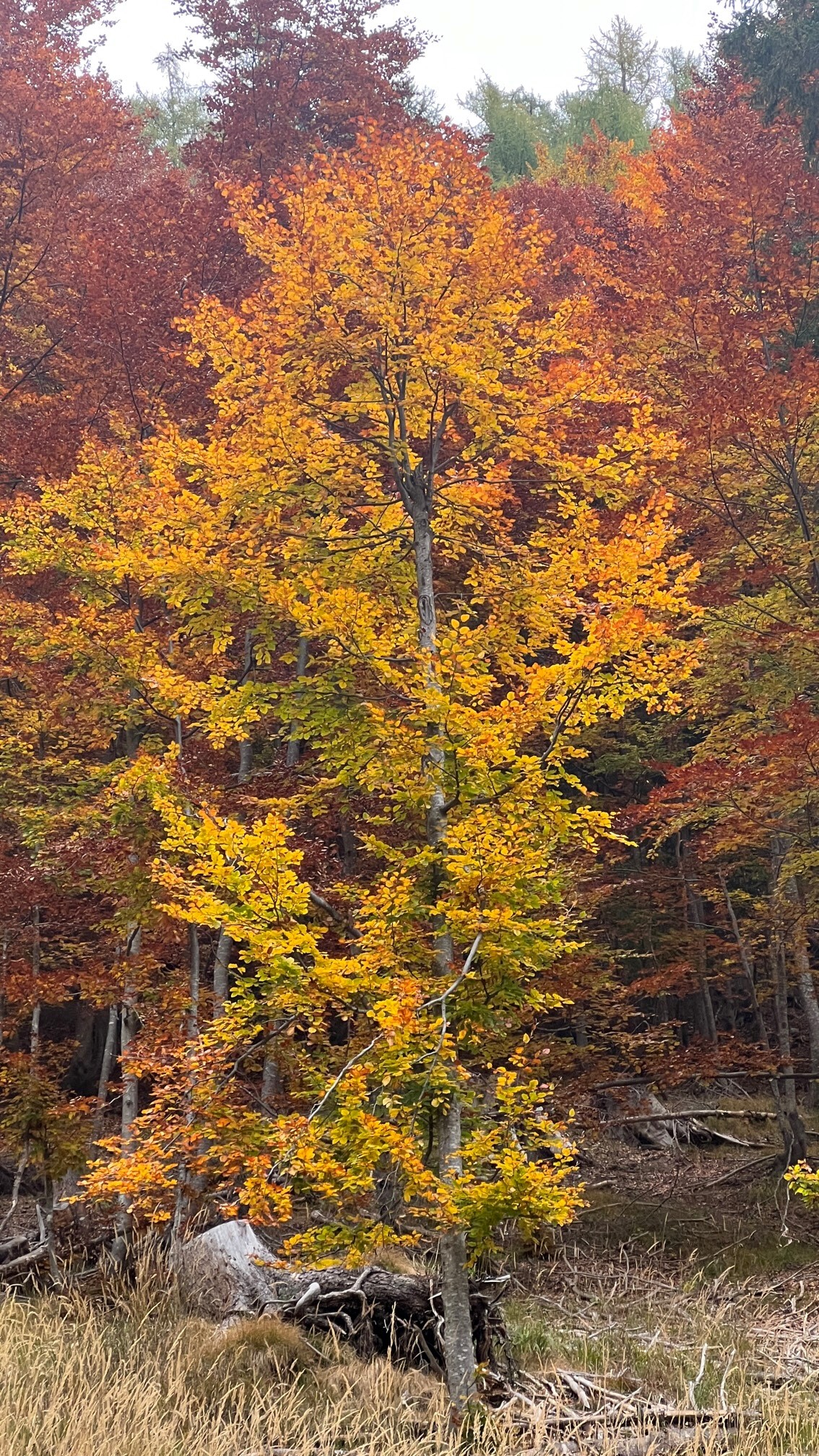 Herbstbäume beim Lago di Sorapis in den Dolomiten im Oktober 2022
